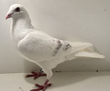 PL-0366-25-4510 - oryg. Artur Naculak - Rumiński x Szkolny - samiec