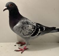 PL-0366-25-4518 - oryg. A. Naculak - Peter Van De x M. Sollner - samiec