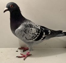 PL-0366-25-4518 - oryg. A. Naculak - Peter Van De x M. Sollner - samiec