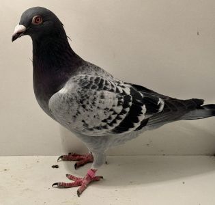 PL-0366-25-4518 - oryg. A. Naculak - Peter Van De x M. Sollner - samiec