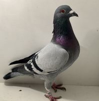 PL-0366-25-4520 - oryg. A. Naculak - 100% Bieniek Family Loft - samiec