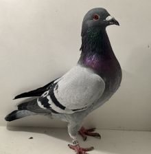 PL-0366-25-4520 - oryg. A. Naculak - 100% Bieniek Family Loft - samiec