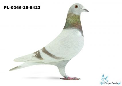 PL-0366-25-9422 27. OKRĘG ZIELONA GÓRA