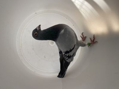 PL-0367-18-9690 Org. Przemysław Jędrzejczak