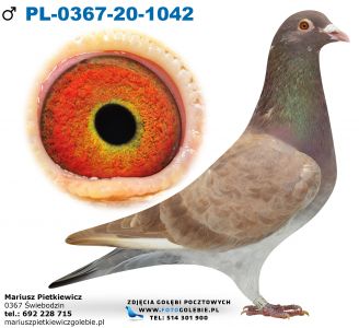 Pl-0367-20-1042 Linia Choco Arie Dijkstra