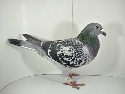 PL-0367-20-228-29 gołąb w Polsce z lotu ,,San Sebastian