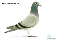 PL-0367-20-5036