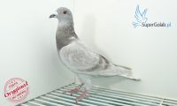 PL-0367-20-8147 - 18 gołab z półfinału-Lewandowski Krzysztof