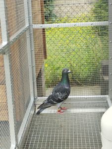 Pl-0367-202-10955 org Przemysław Jędrzejczak