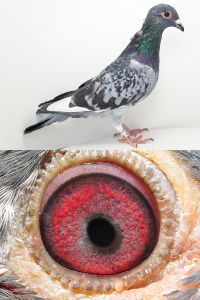 PL-0367-2020r.-3737  100% Hermes