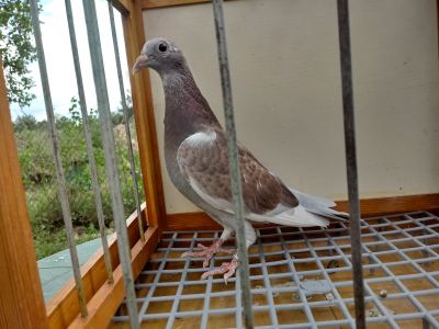 PL-0367-20r.-3167-100% Willy Daniels