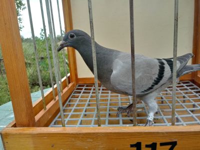 PL-0367-20r.-3170-100 % Willy Daniels