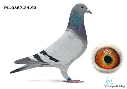 PL_0367-21-93 Przemysław Jędrzejczak