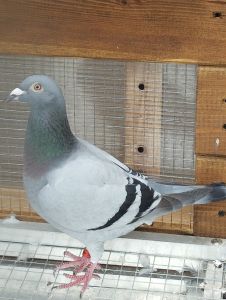 PL-0367-22-10927 org Przemek Jędrzejczak