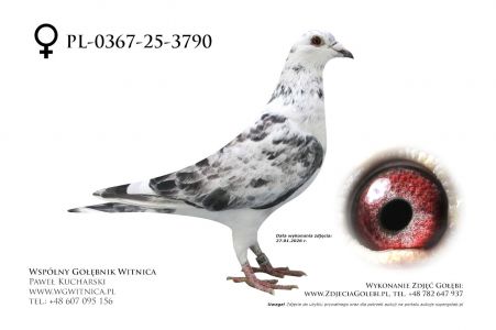 PL-0367-25-3790: Mariusz Pietkiewicz