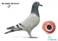 PL-0367-25-4131 Jaras I - 4 gołąb z lotu Vetschau