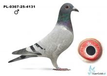 PL-0367-25-4131 Jaras I - 4 gołąb z lotu Vetschau