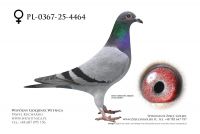 PL-0367-25-4464: J+R Zytkiewicz, 39. Lotnik, m in 12m z FINAŁU