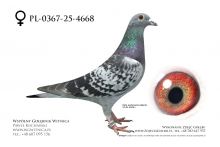 PL-0367-25-4668: J+R Zytkiewicz, 40. Lotnik, m in 13m z FINAŁU