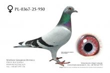 PL-0367-25-950: Mariusz Pietkiewicz