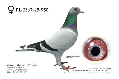 PL-0367-25-950: Mariusz Pietkiewicz