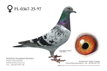 PL-0367-25-97: Wladyslaw Woloszyn, 21. Lotnik, m in 33m, 49m z FINAŁU