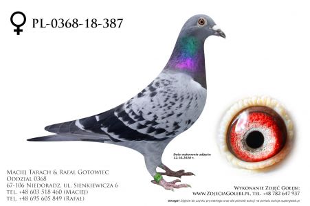 PL-0368-18-387 - samica