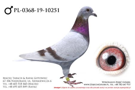 PL-0368-19-10251 - samczyk