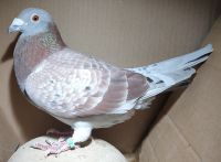 PL-0368-19-337 - samiec