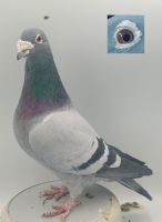 PL-0368-19-4561  Gołąb Lotowy