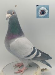 PL-0368-19-4561  Gołąb Lotowy