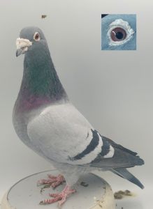 PL-0368-19-4561  Gołąb Lotowy