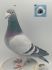 PL-0368-19-4561  Gołąb Lotowy