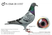 PL-0368-20-11557 - prawdopodobnie samczyk