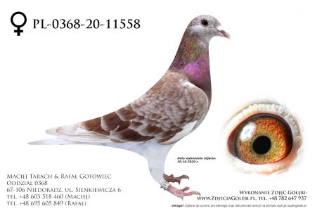 PL-0368-20-11558 - prawdopodobnie samiczka