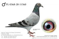 PL-0368-20-11560 - prawdopodobnie samczyk