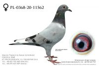 PL-0368-20-11562 - prawdopodobnie samiczka