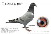 PL-0368-20-11567 - prawdopodobnie samiczka