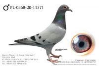 PL-0368-20-11571 - prawdopodobnie samczyk