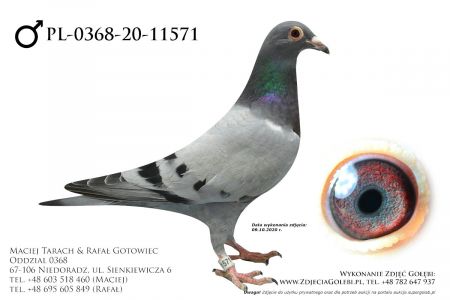 PL-0368-20-11571 - prawdopodobnie samczyk