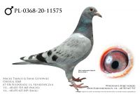 PL-0368-20-11575 - prawdopodobnie samczyk