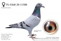 PL-0368-20-11588 - super lotniki w rodowodzie