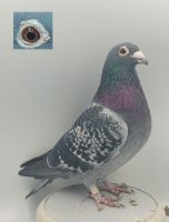 PL-0368-20-2139 Gołąb Lotowy