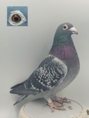 PL-0368-20-2139 Gołąb Lotowy