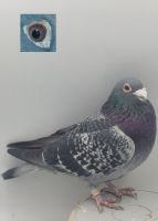 PL-0368-20-2164 Gołąb Lotowy