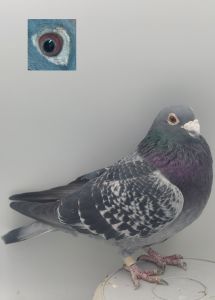 PL-0368-20-2164 Gołąb Lotowy