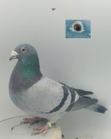 PL-0368-20-2169 Gołąb Lotowy