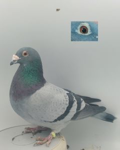 PL-0368-20-2169 Gołąb Lotowy