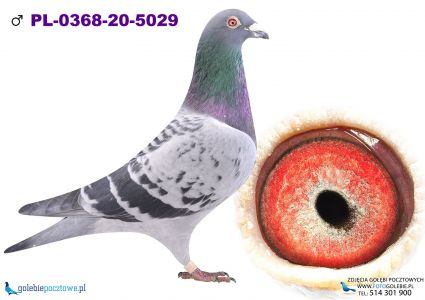 PL.0368-20-5029