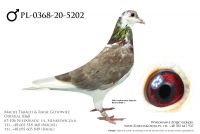 PL-0368-20-5202 - prawdopodobnie samczyk